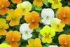 Viola Viola Cornuta 'Rocky Citrus Mix'