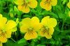 Viola Viola Cornuta 'Rocky Golden Yellow'
