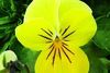 Viola Viola Cornuta 'Rocky Lemon Yellow'