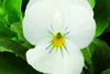 Viola Viola Cornuta 'Rocky Pure White'