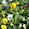 Viola Viola Cornuta 'Sorbet Babyface Mix Improved'