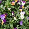 Viola Viola Cornuta 'Sorbet Duet Mix'