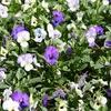Viola Viola Cornuta 'Sorbet Ocean Breeze Mix'