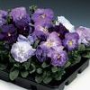 Pansy Viola X Wittrockiana 'Delta Lavender Blue Shades'
