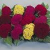 Celosia 'Amigo Mix'