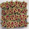 Coleus 'Wizard Rose'