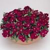 Dianthus 'Floral Lace Violet'