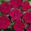 Impatien 'Dazzler Burgundy'