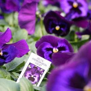 Pansy Viola X Wittrockiana 'Delta Premium Neon Violet'