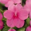 Impatien 'Super Elfin Deep Pink Xp'