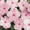 Impatien 'Super Elfin Pink Xp'