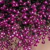 Lobelia 'Regatta Rose'