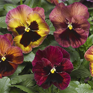 Pansy Viola X Wittrockiana 'Delta Premium Persian Medley'