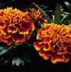 Marigold 'Janie Flame'