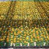 Marigold 'Little Hero Fire'