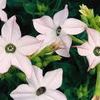 Nicotiana 'Hummingbird 3 Appleblossom'