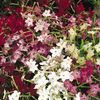 Nicotiana 'Hummingbird 3 Mix'