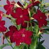 Nicotiana 'Hummingbird 3 Red'