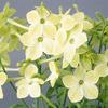 Nicotiana 'Hummingbird 3 True Lime'