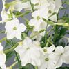 Nicotiana 'Hummingbird 3 White'