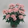 Pentas 'New Look Pink'
