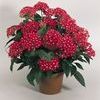 Pentas 'New Look Red'