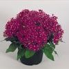 Pentas 'New Look Violet'