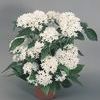 Pentas 'New Look White'