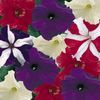 Petunia 'Ball Mixer: Star and Stripes'