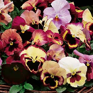 Pansy Viola X Wittrockiana 'Delta Premium Tapestry'
