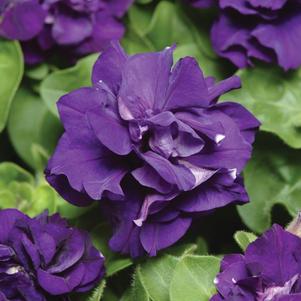 Petunia 'Double Madness Blue'