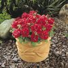 Petunia 'Double Madness Red'