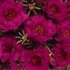 Portulaca 'Tequila Fuchsia'