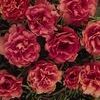 Portulaca 'Tequila Peach'