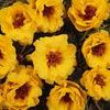Portulaca 'Tequila Yellow'