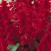Salvia 'Vista Burgundy'