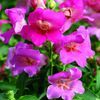 Snapdragon 'Bells Pink'