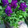 Snapdragon 'Bells Purple'