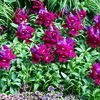 Snapdragon 'Bells Red'