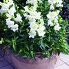Snapdragon 'Bells White'