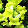 Snapdragon 'Bells Yellow'