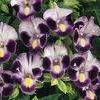 Torenia 'Clown Blue'