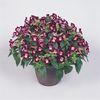 Torenia 'Clown Burgundy'