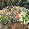 Torenia 'Clown Mix'