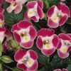 Torenia 'Clown Rose'