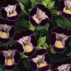 Torenia 'Clown Violet'