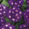 Verbena 'Quartz Blue'