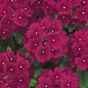 Verbena 'Quartz Burgundy'