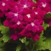 Verbena 'Quartz Carmine Rose'