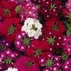 Verbena 'Quartz Mix'